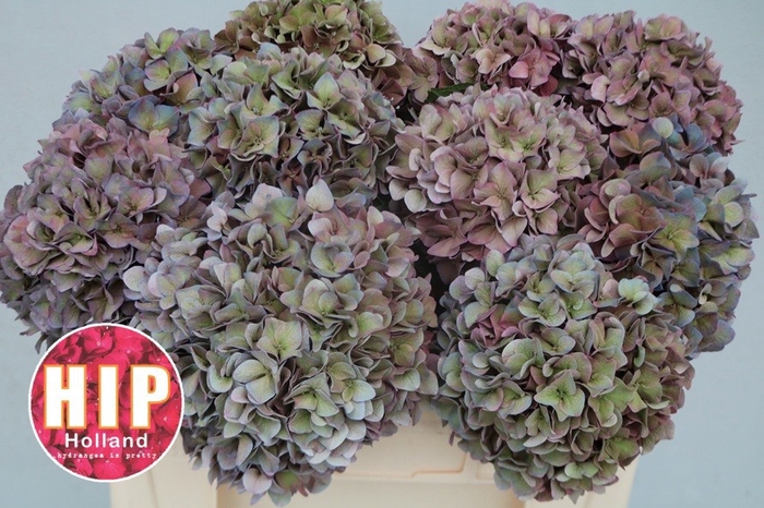 <h4>HYDR M CH RODEO CL</h4>