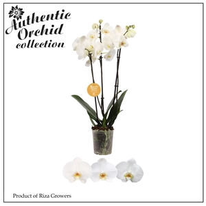 Phalaenopsis White 3 spike - 12cm | Authentic