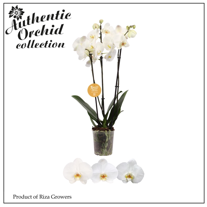 <h4>Phalaenopsis White 3 spike - 12cm | Authentic</h4>