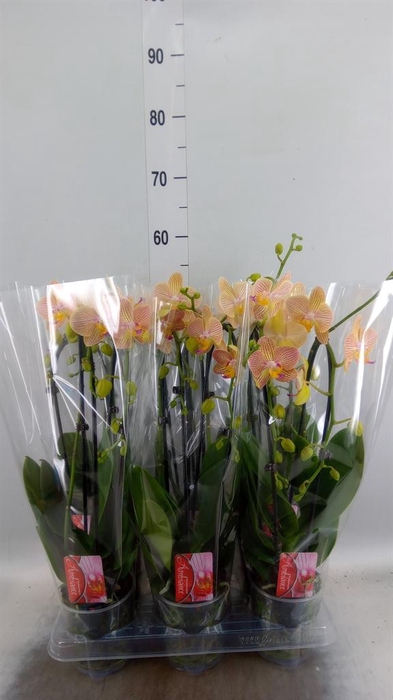 <h4>Phalaenopsis  'Elegant Cascade'</h4>