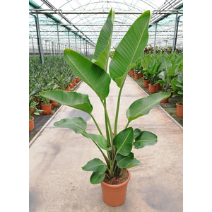 Strelitzia reginae