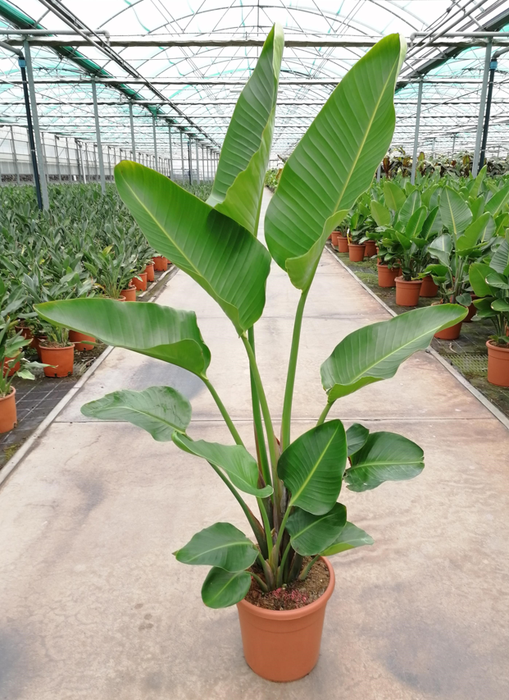<h4>Strelitzia reginae</h4>
