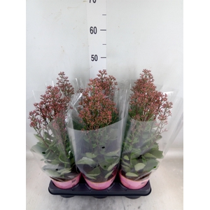 Kalanchoe  'WildFlow Surp Canyon'