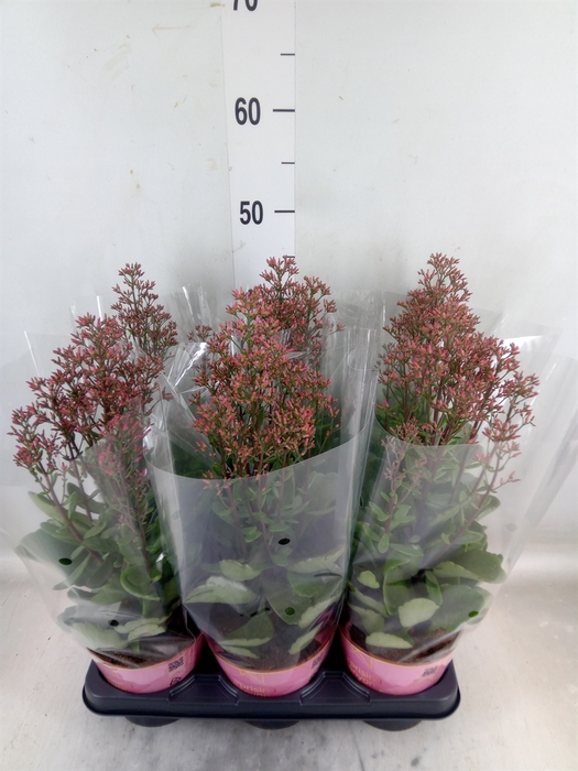 <h4>Kalanchoe  'WildFlow Surp Canyon'</h4>
