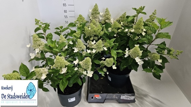 <h4>HYDR PANICULATA</h4>