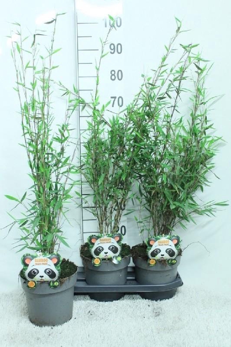 <h4>Fargesia nitida 'Black Pearl'</h4>