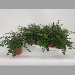 PELLAEA ROTUNDIFOLIA