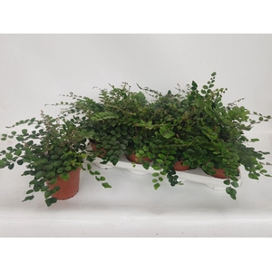 PELLAEA ROTUNDIFOLIA