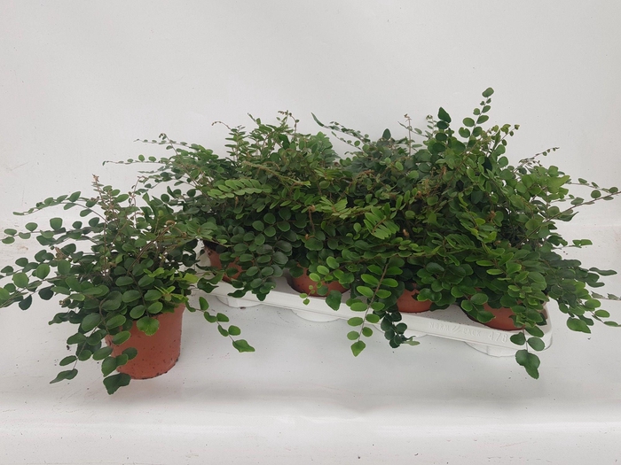 <h4>PELLAEA ROTUNDIFOLIA</h4>