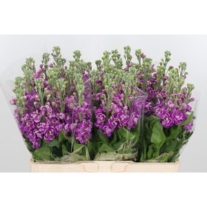 Matthiola Fedora Donker Roze