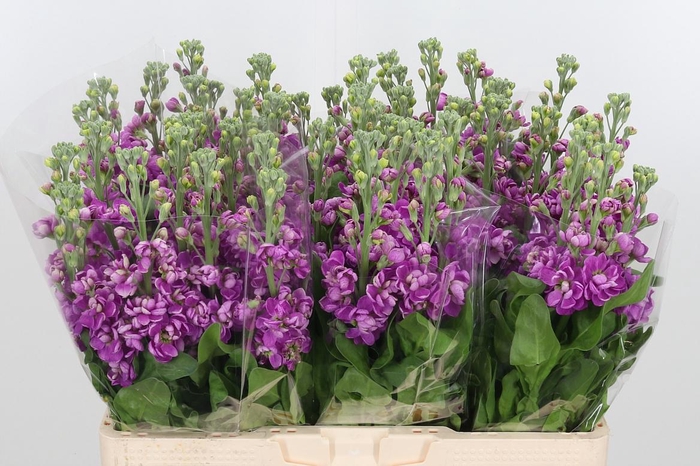 <h4>Matthiola Fedora Donker Roze</h4>