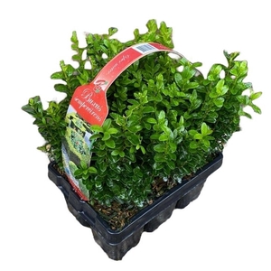 Buxus sempervirens 6-pack XL