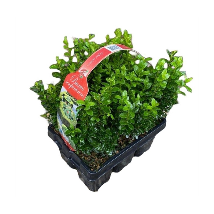 <h4>Buxus sempervirens 6-pack XL</h4>
