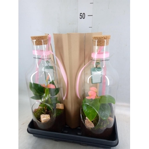 Planten  ..in schaal H%