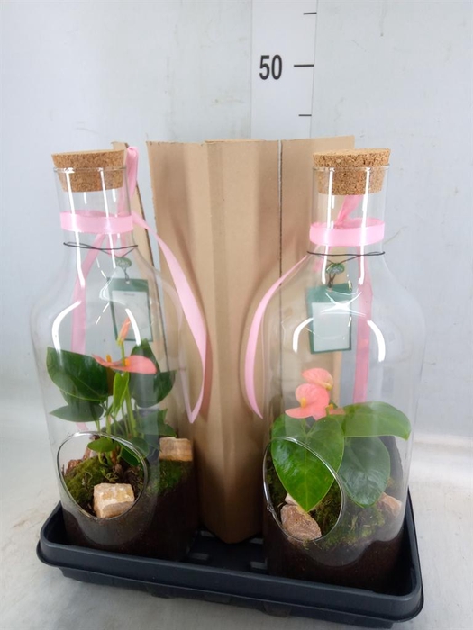 <h4>Planten  ..in schaal H%</h4>