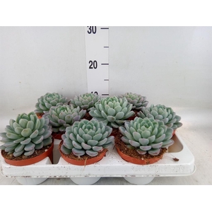 Echeveria ...