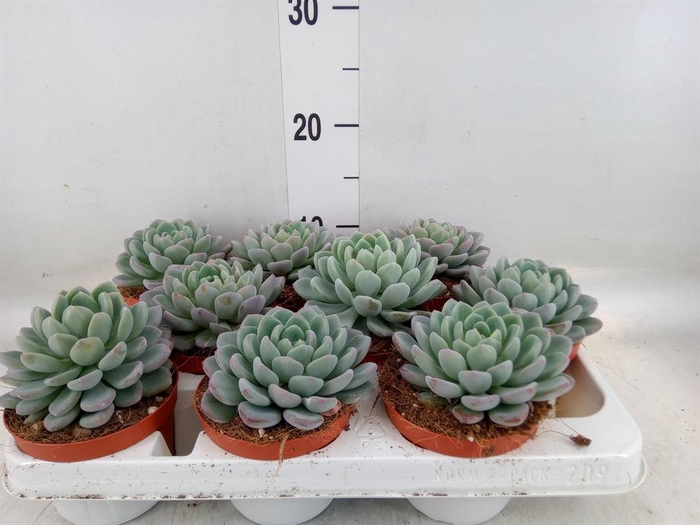 <h4>Echeveria   ...</h4>