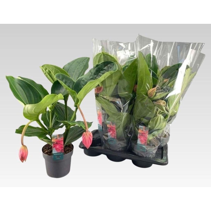 <h4>MEDIN MAG FLAMENCO</h4>