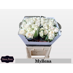 R GR MYLLENA@
