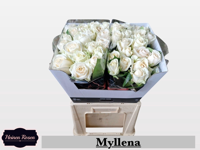 <h4>R GR MYLLENA@</h4>
