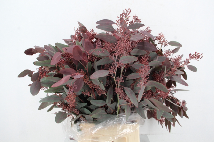 <h4>EUC POPULUS BERRY ABS RED 300GR</h4>