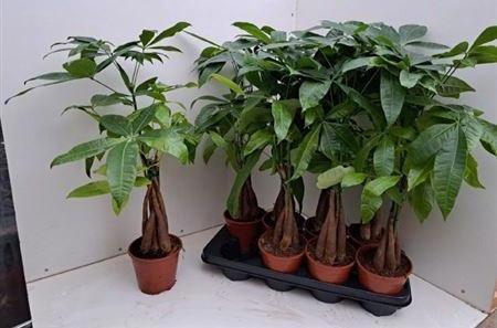 <h4>Pachira Aquatica</h4>