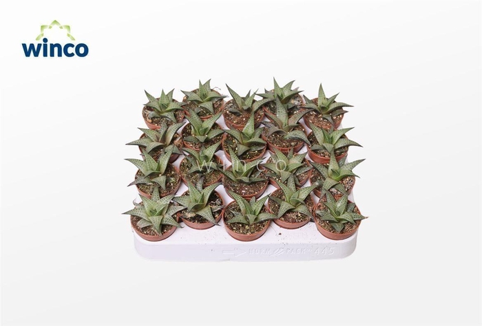 <h4>Haworthia Tesselata</h4>