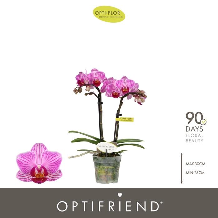 <h4>Optifriend Lotte 2 spike</h4>