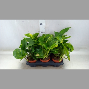 Epipremnum   ...