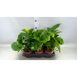 Epipremnum   ...