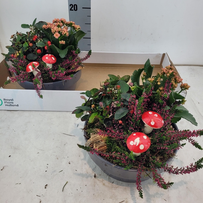 <h4>ARR KAMERPL</h4>