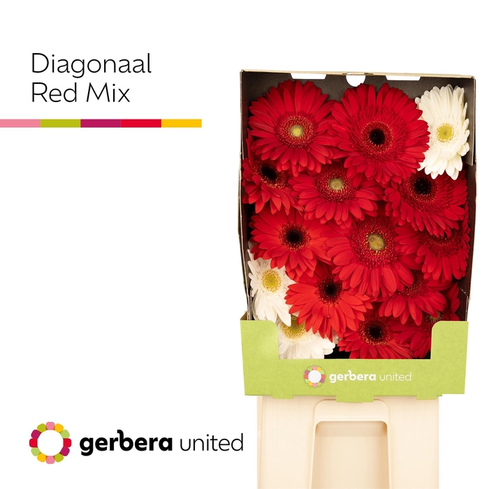 <h4>Gerbera Mix Rood Diamond</h4>