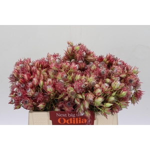 Blushing Bride Pink 6/9 Flowers