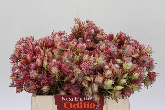 <h4>Blushing Bride Pink 6/9 Flowers</h4>