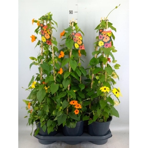 Thunbergia   ...mix 3