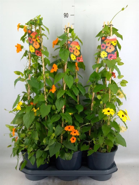 <h4>Thunbergia   ...mix 3</h4>