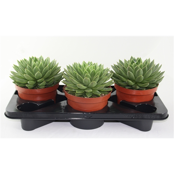 <h4>Echeveria Agavoides</h4>