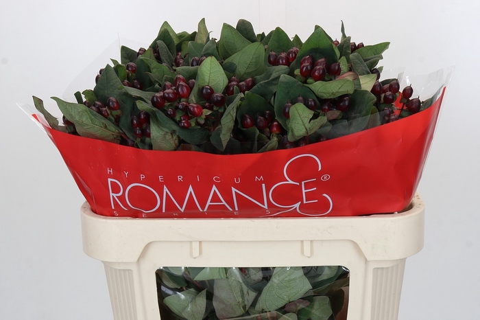 <h4>Hypericum Rocky Romance Spray</h4>