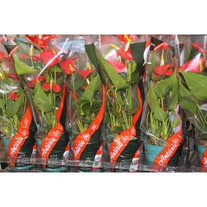 ANTHURIUM ESUDO P12