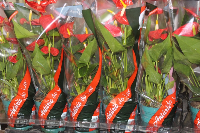 <h4>ANTHURIUM ESUDO P12</h4>