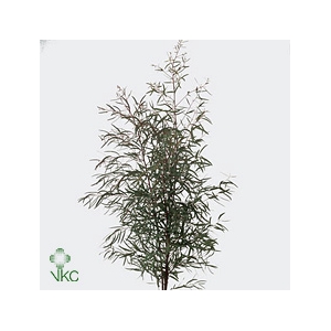 Euc Nicholii P Bs