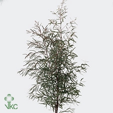 <h4>Euca Nicoli 300gr France</h4>