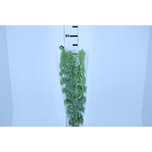 MOLUCCELLA 070 CM