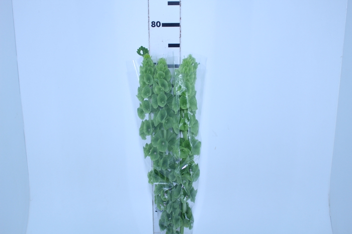 MOLUCCELLA 070 CM