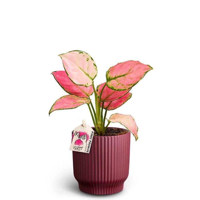 <h4>AGLAONEMA COMMUTATUM P10</h4>