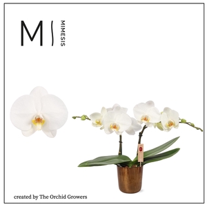 Mimesis Phal. Spirit White - 2 spike 12cm in Jess Old Camel Ceramic