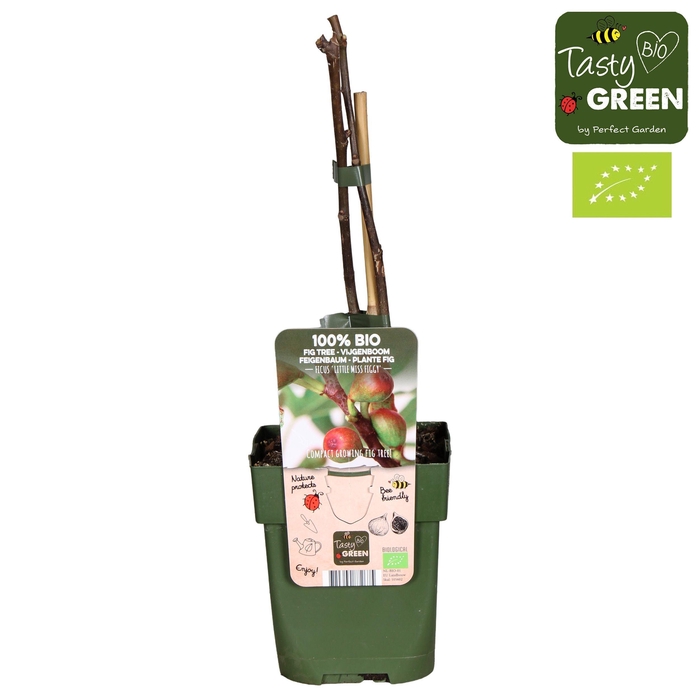 <h4>Ficus Carica 'Little Miss Figgy' P13 - Tasty Green bio</h4>