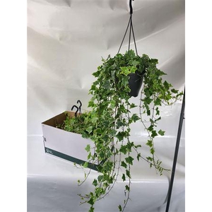 Hed He Mint Kolibri Hangpotten