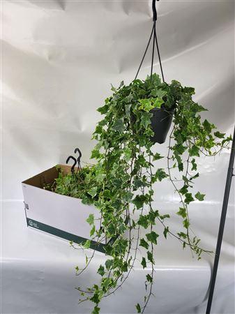 <h4>Hed He Mint Kolibri Hangpotten</h4>