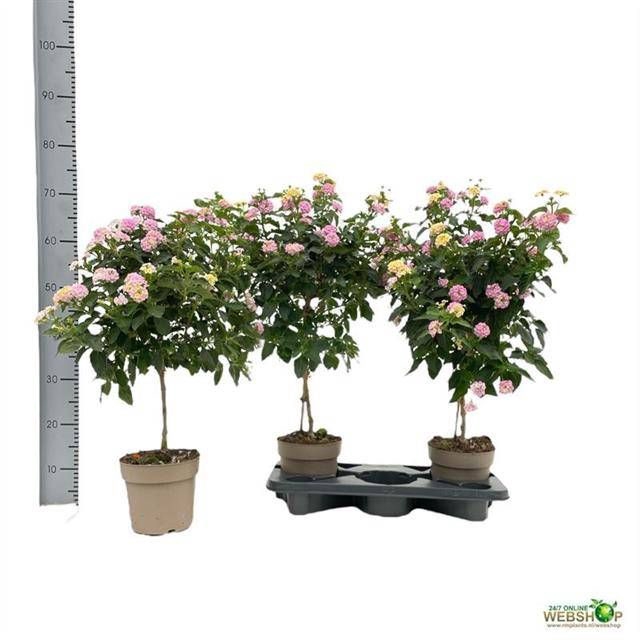 <h4>LANTANA CAM OV</h4>